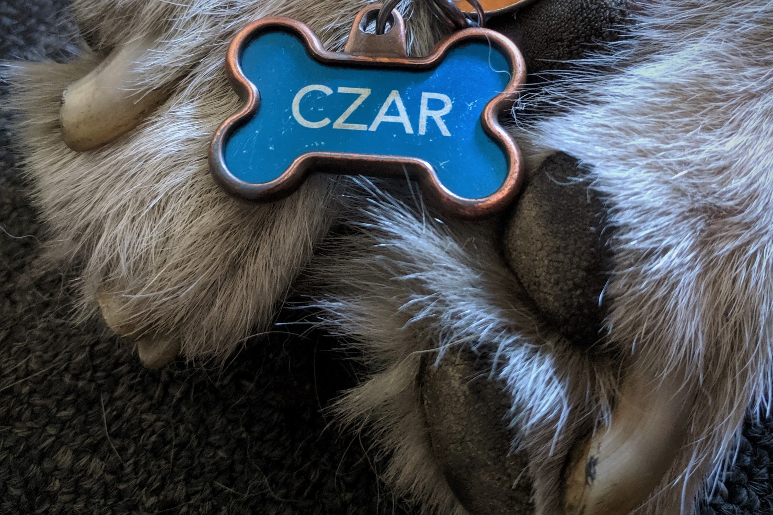 a dog’s name tag rests atop his paws